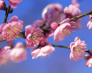 進学・就職状況　2025年（令和7年度）